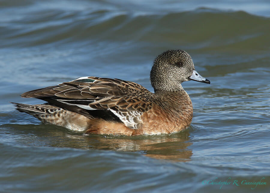 American Widgeon Hen, Hans and Pat Suter City Wildlife Park, Corpus Christi, Texas