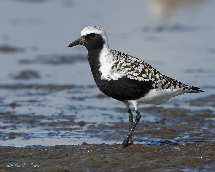 Black-bellied Plover in Breeding Plumage, Frenchtown Road, Bolivar Peninsula, Texas