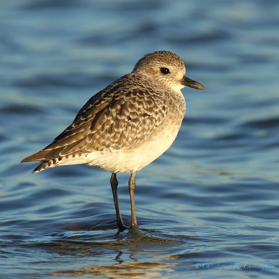 Black-bellied Plover at Dawn, Frenchtown Road, Bolivar Peninsula, Texas