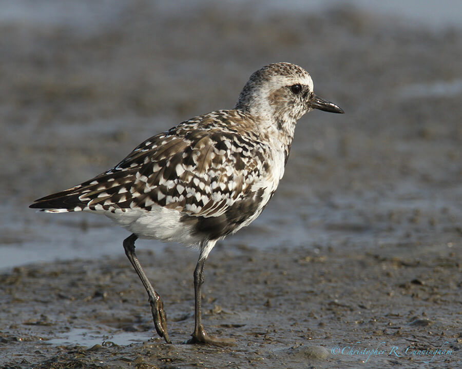 Black-bellied Plover in Transitional Plumage, Frenchtown Road, Bolivar Peninsula, Texas