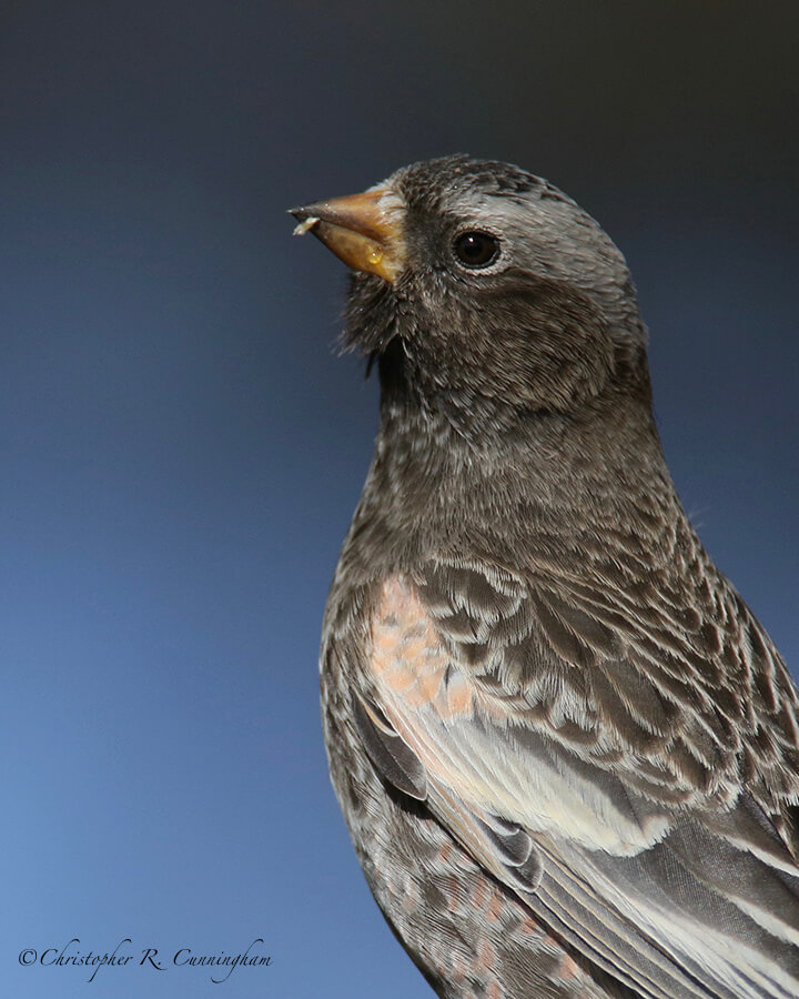 Portrait: Black Rosy-finch. Sandia Crest, New Mexico