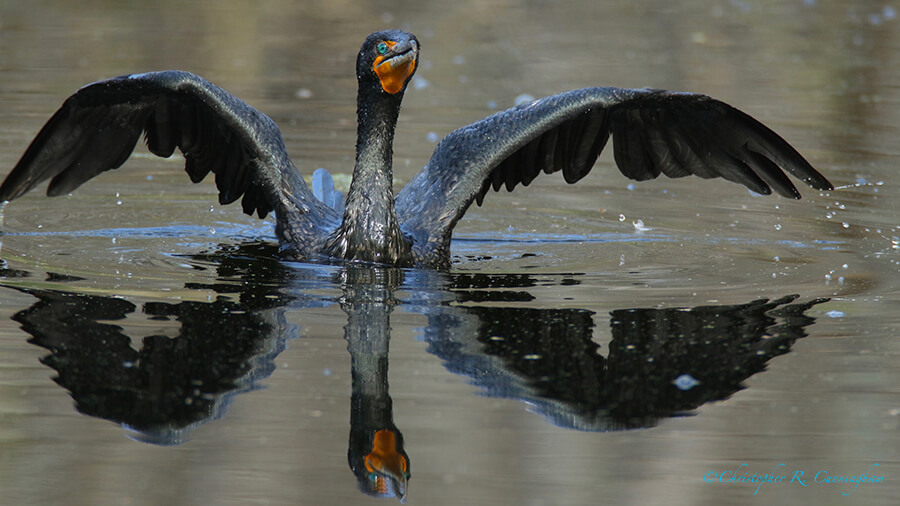Double-crested Cormorant, Pilant lake, Brazos Bend State Park.