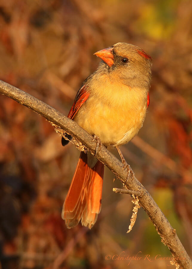 Female Northern Cardinal, Pilant Lake, Brazos Bend State Park, Texas