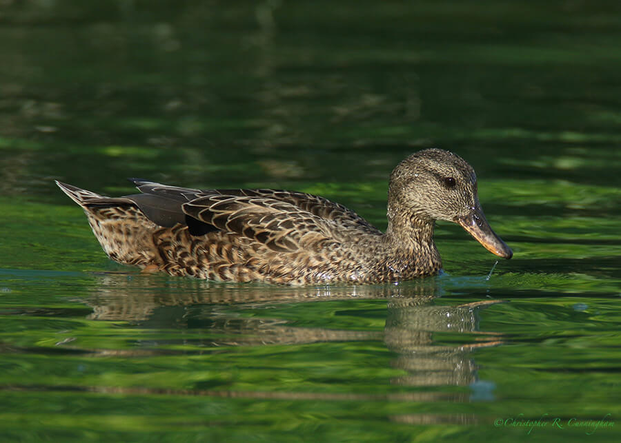 Gadwall Hen, freshwater channel, Hans and Pat Suter City Wildlife Park, Corpus Christi, Texas