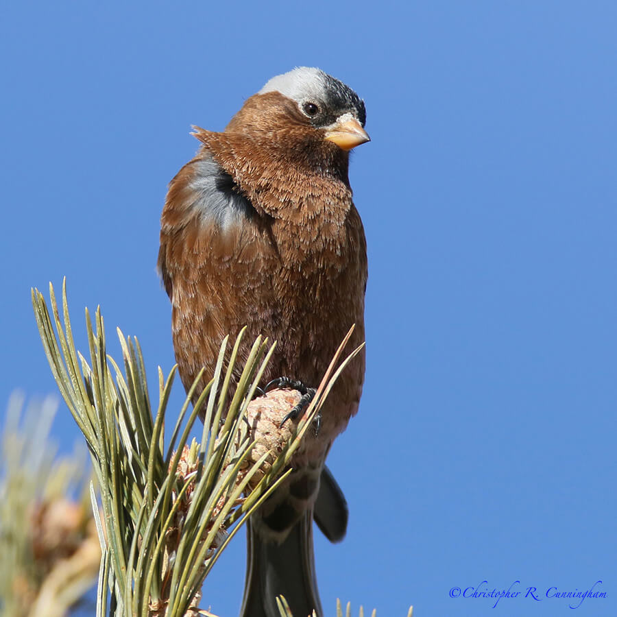 A Gray-crowned Rosy-finch surveys Albuquerque from high above. Sandia Crest, New Mexico.