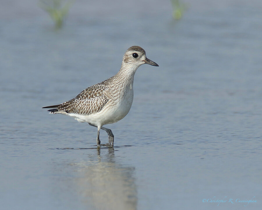 Juvenile Black-bellied Plover, Port Aransas, Texas