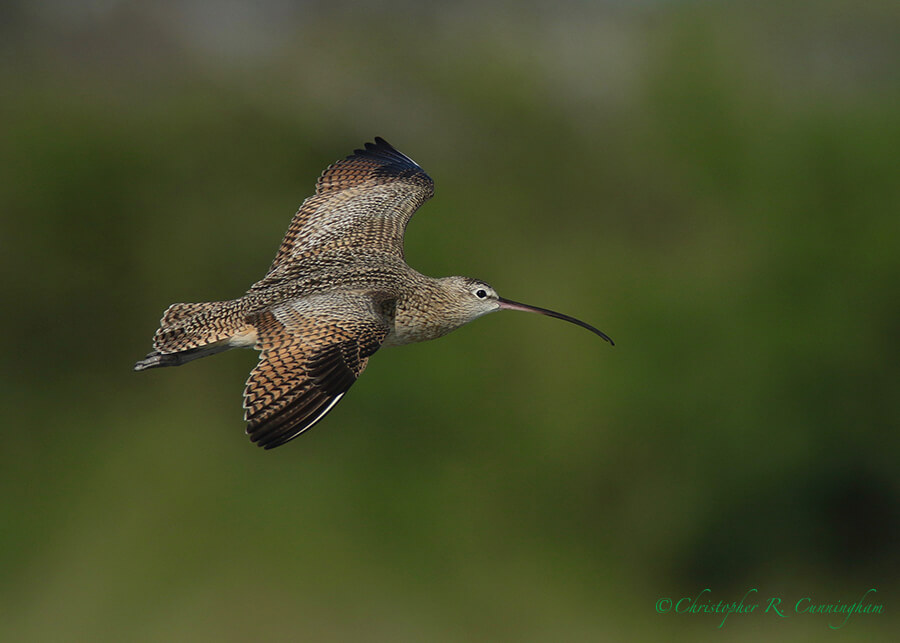 Long-billed Curlew in Flight, Sunset Beach Park, Portland, Texas