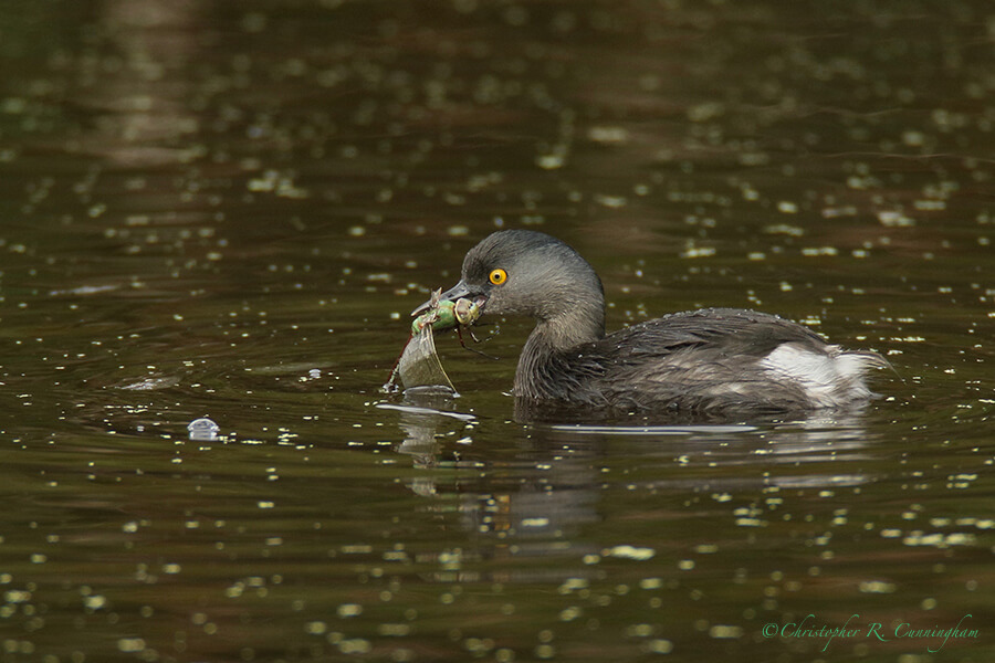 Least Grebe with Anax junius dragonfly, Paradise Pond, Mustang Island, Texas