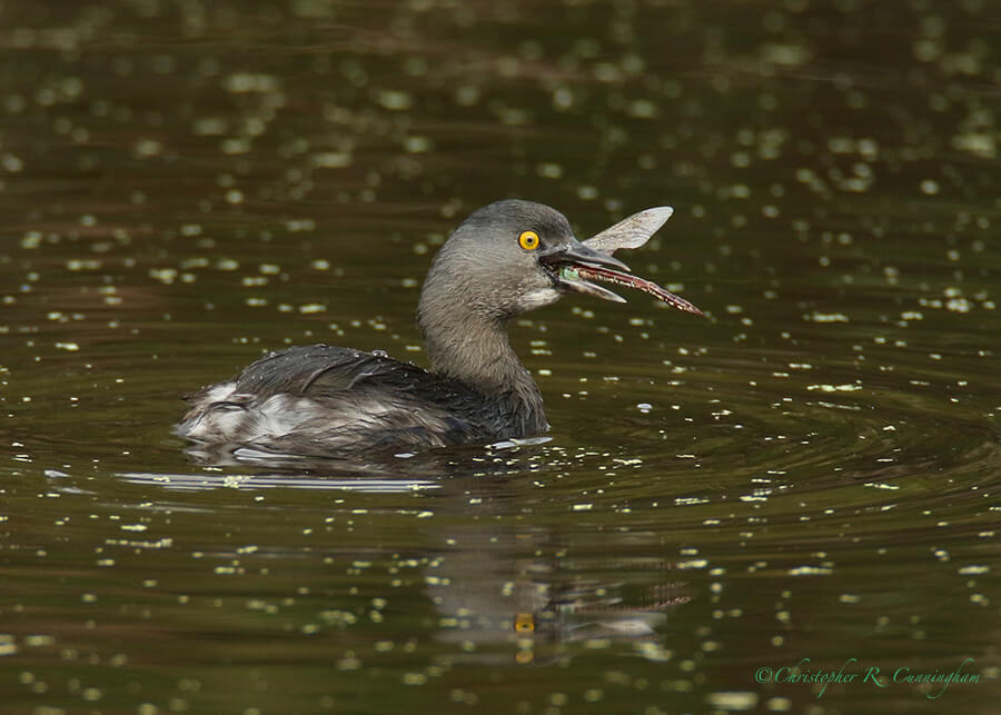 Least Grebe with female Anax junius dragonfly, Paradise Pond, Mustang island, Texas