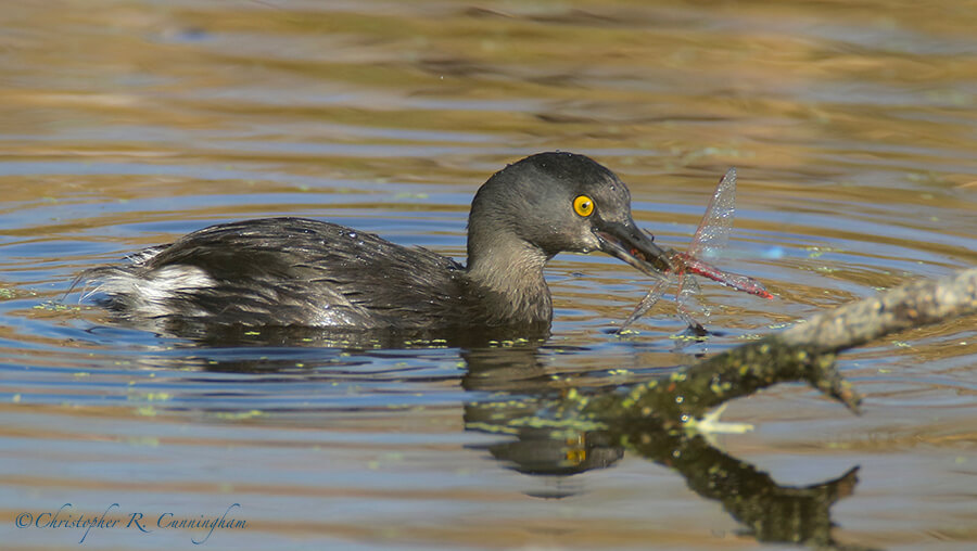 Least Grebe with Dragonfly, Paradise Pond, Mustang Island, Texas
