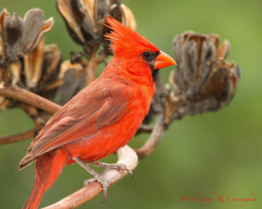 Arizona Cardinal, Cave Creek Canyon, Arizona