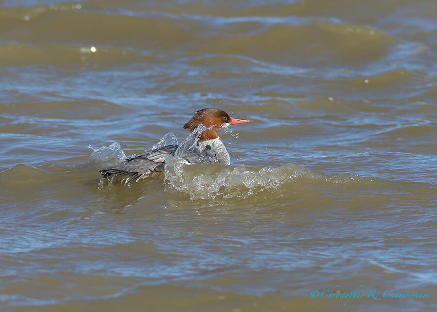 Merganser, Bosque del Apache NWR, New Mexico