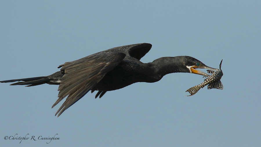 Neotropic Cormorant with Armored Catfish, Fiorenza Park, Houston, Texas