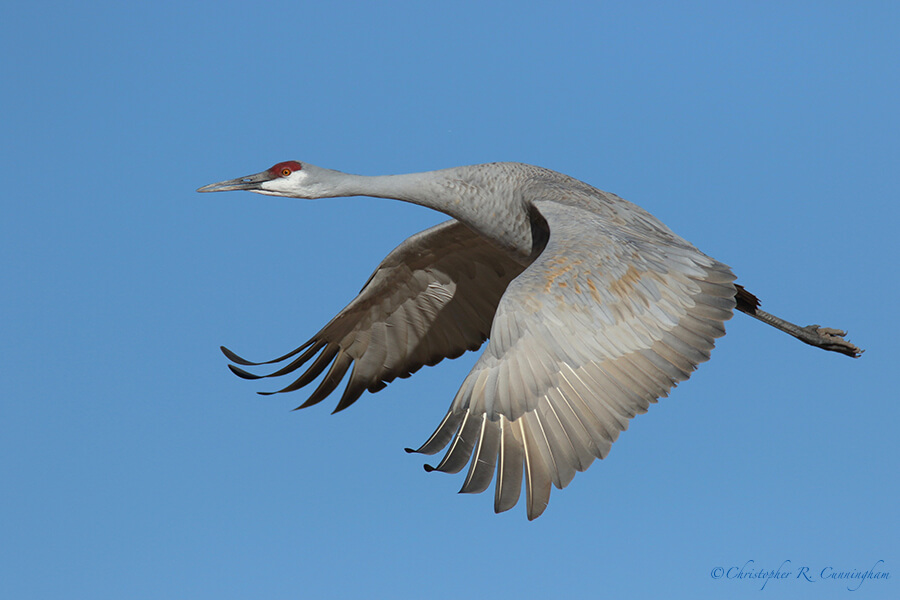 Sandhill Crane in Flight, San Bernardo National Wildlife Refuge, New Mexico.