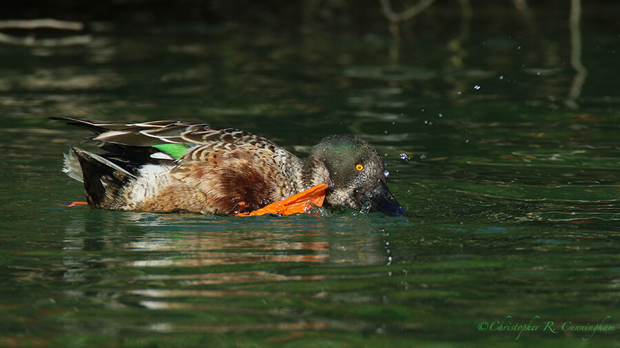 Scratching Northern Shoveler, "freshwater channel," Hans and Pat Suter Wildlife REfuge City Park, Corpus Christi, Texas