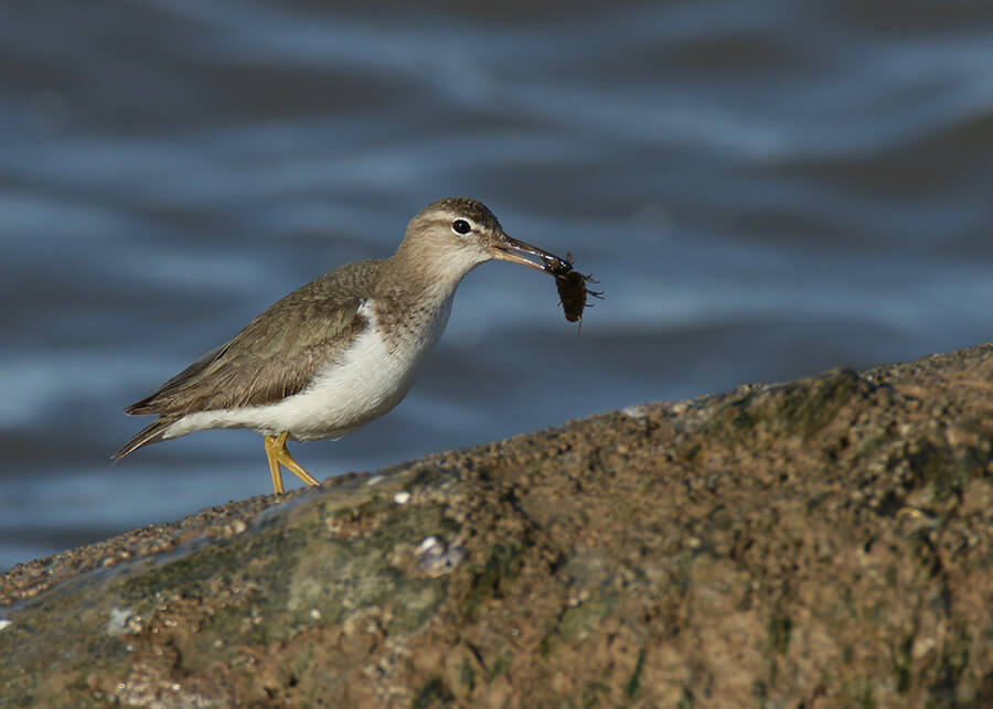 Spotted Sandpiper with Isopod, Surfside Jetty Park, Texas