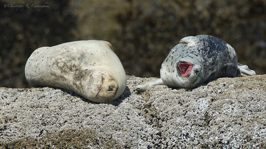 Sunning Harbor Seals. southwest Oregon Coast