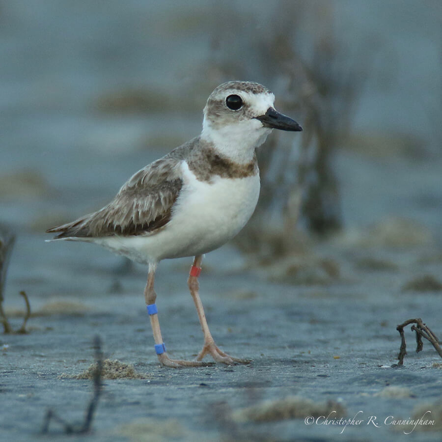 Banded Female Wilson's Plover, East Beach, Galveston Island, Texas