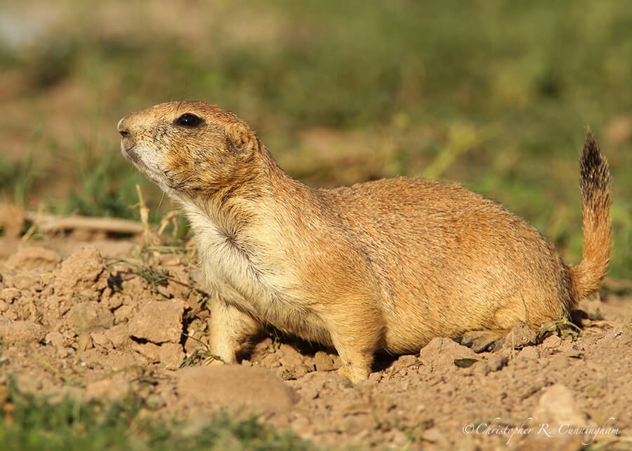 Black-tailed Prairie Dog, near Roswell, New Mexico