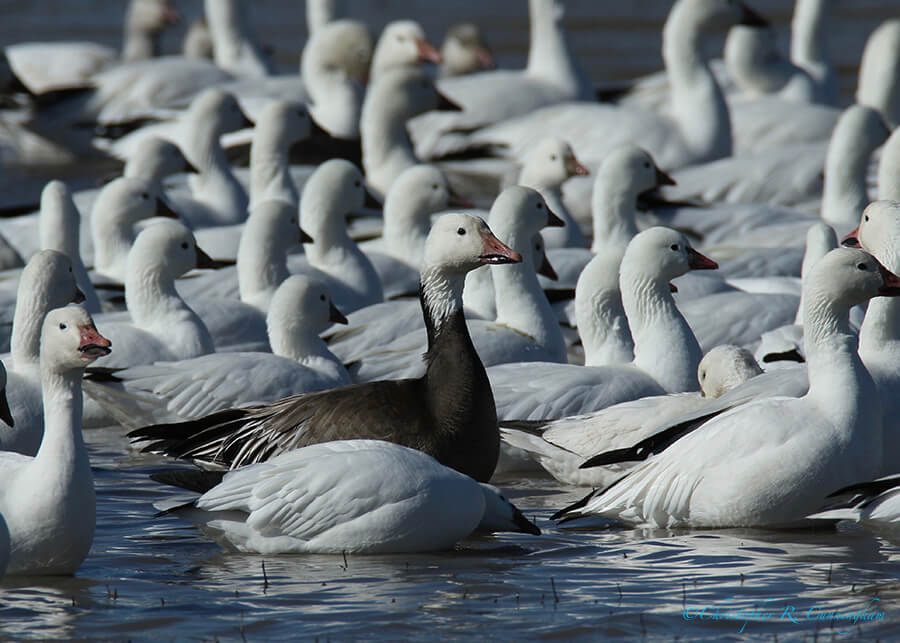 Lone Blue Goose, Bosque del Apache NWR, New Mexico