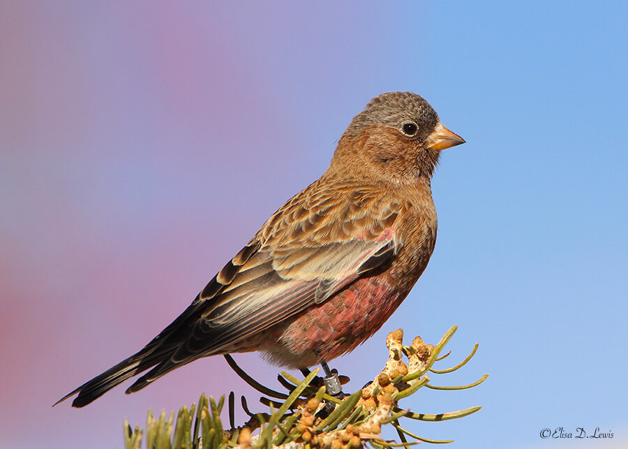 Brown-capped Rosy-Finch, Sandia Crest, New Mexico