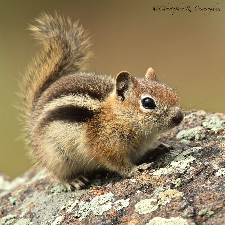 Golden-mantled Ground Squirrel, Beaver Meadows, Rocky Mountain National Park, Colorado