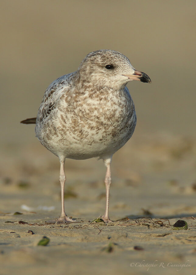 First Winter Ring-billed Gull, Port Aransas Jetty, Mustang Island, Texas