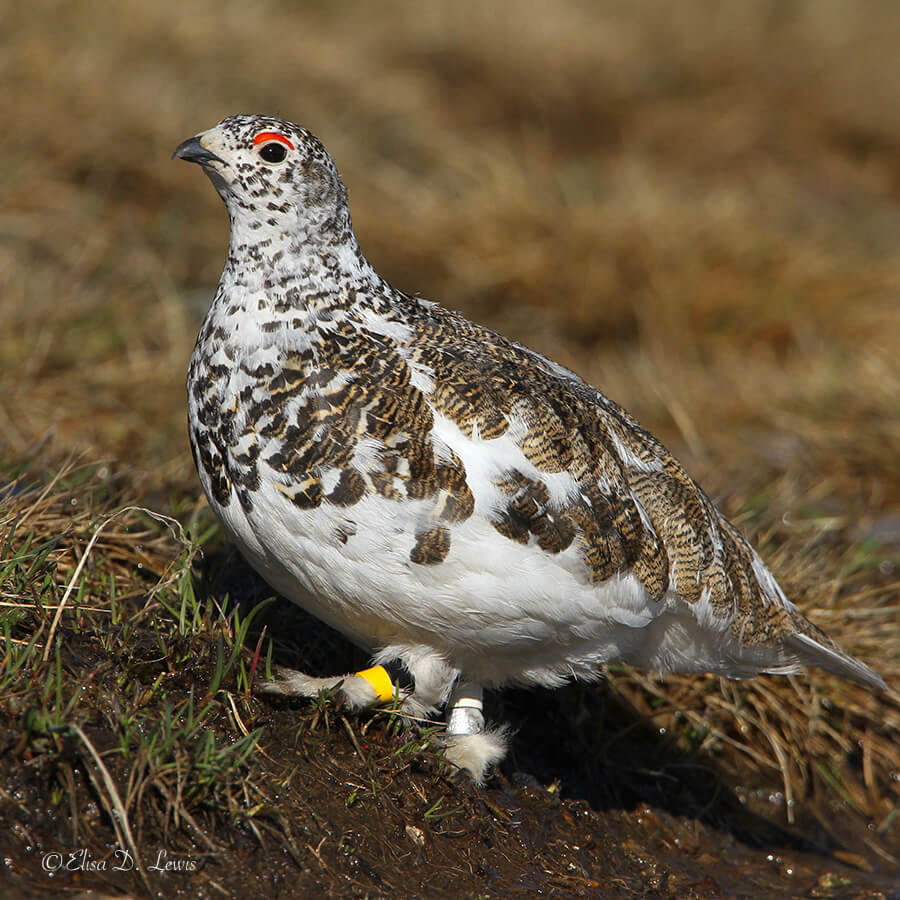 Banded Male White-tailed Ptarmigan in Breeding Plumage, Trail at Medicine Bow Curve, Rocky Mountain National Park, CO. Canon EOS 7D/500mm f/4L IS. Natural light.