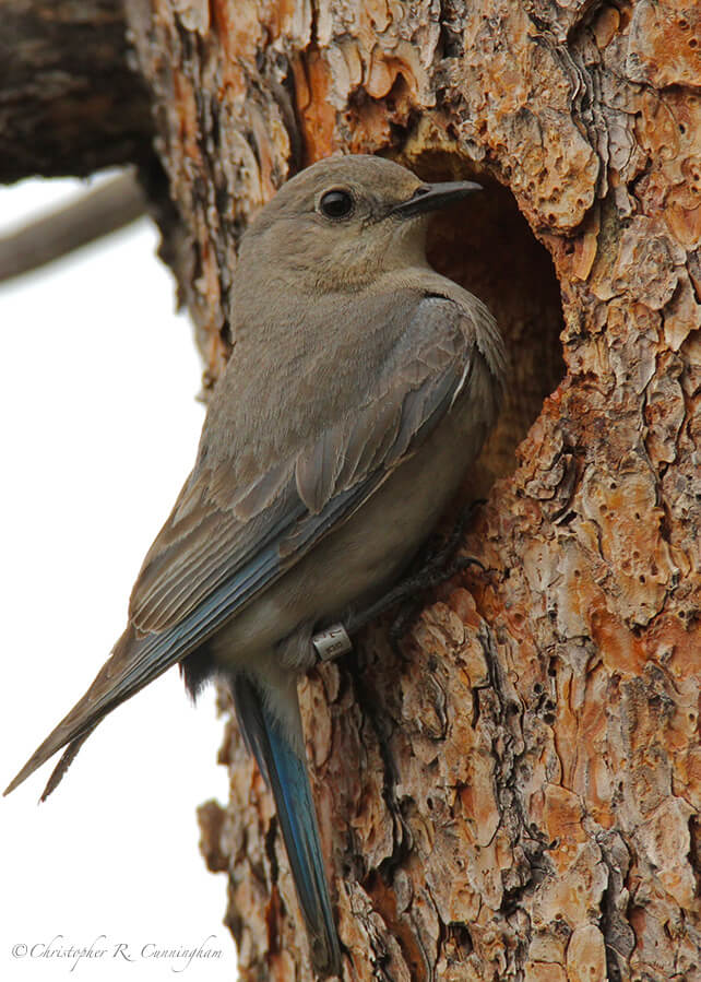 Banded Female Mountain Bluebird, "The Tree," Upper Beaver Meadows, Rocky Mountain National Park, Colorado