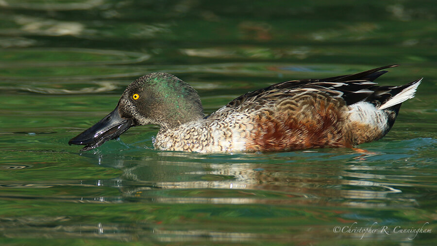 Northern Shoveler Drake, Hans and Pat Suter Wildlife Refuge City Park, Corpus Christi, Texas