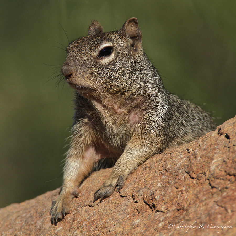 Rock Squirrel, Arizona Sonora Desert Museum, Tucson, Arizona