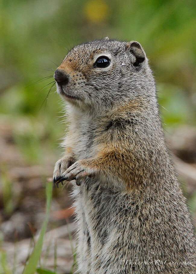 Uinta Ground Squirrel, Yellowstone National Park, Wyoming