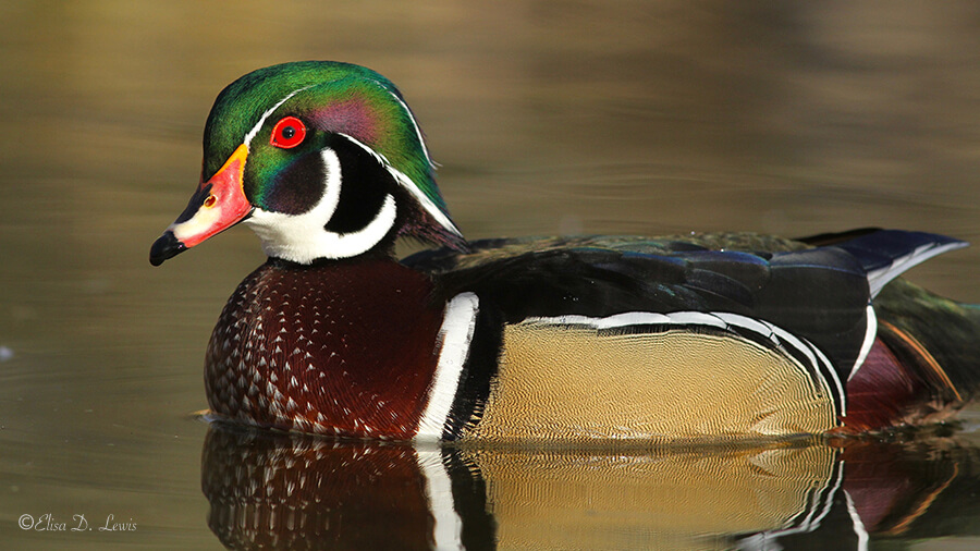 Wood Duck Drake, Albuquerque, New Mexico