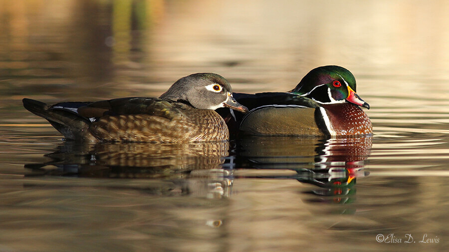 Wood Duck Pair, Albuquerque, New Mexico