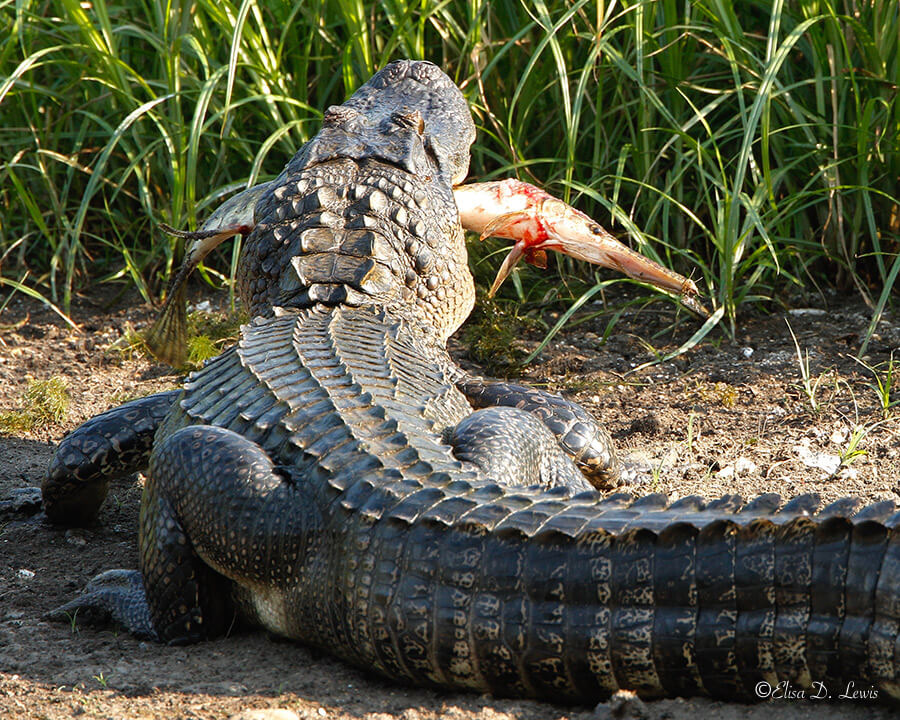 Alligator with gar, Elm Lake, Brazos Bend State Park, Texas