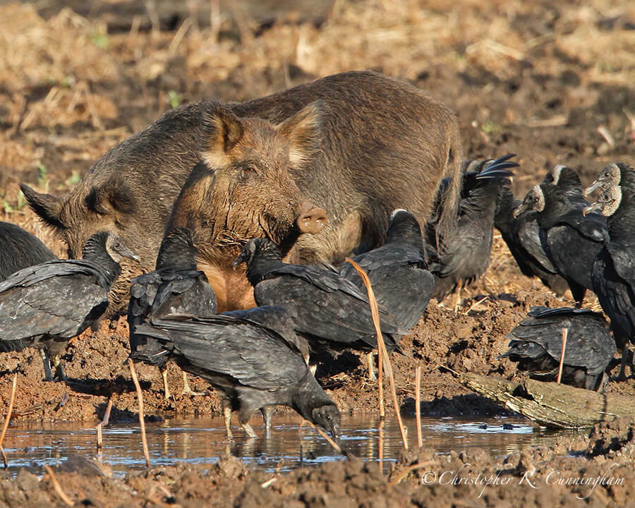 Black Vultures with Feral Hogs, Elm Lake, Brazos Bend State Park, Texas