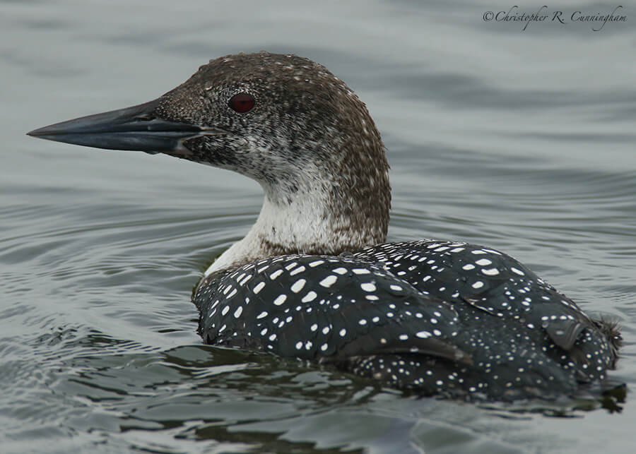 Common Loon, Offatt's Bayou, Galveston Island, Texas