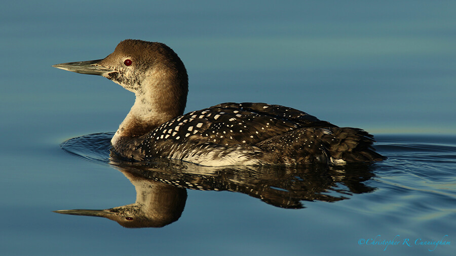 Common Loon, Offatt's Bayou, Galveston Island, Texas