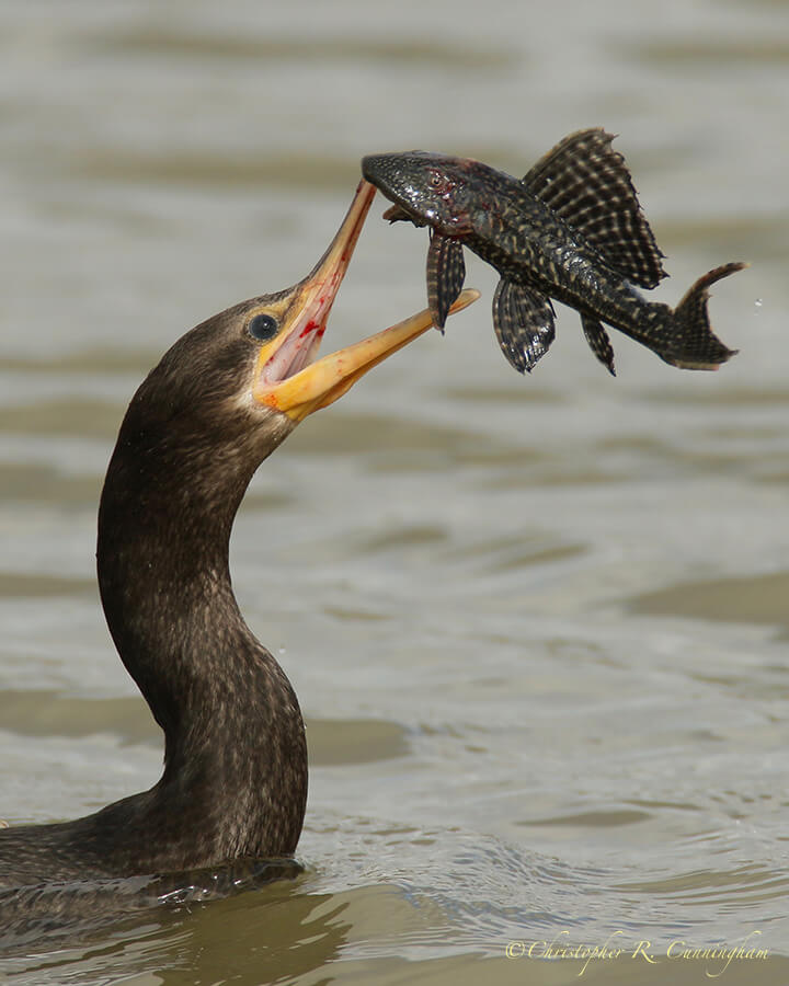 Double-crested Cormorant with Plecostomus, Fiorenza Park, Houston