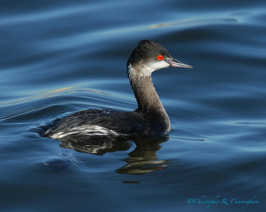 Eared Grebe, Offatt's Bayou, Galveston Island, Texas