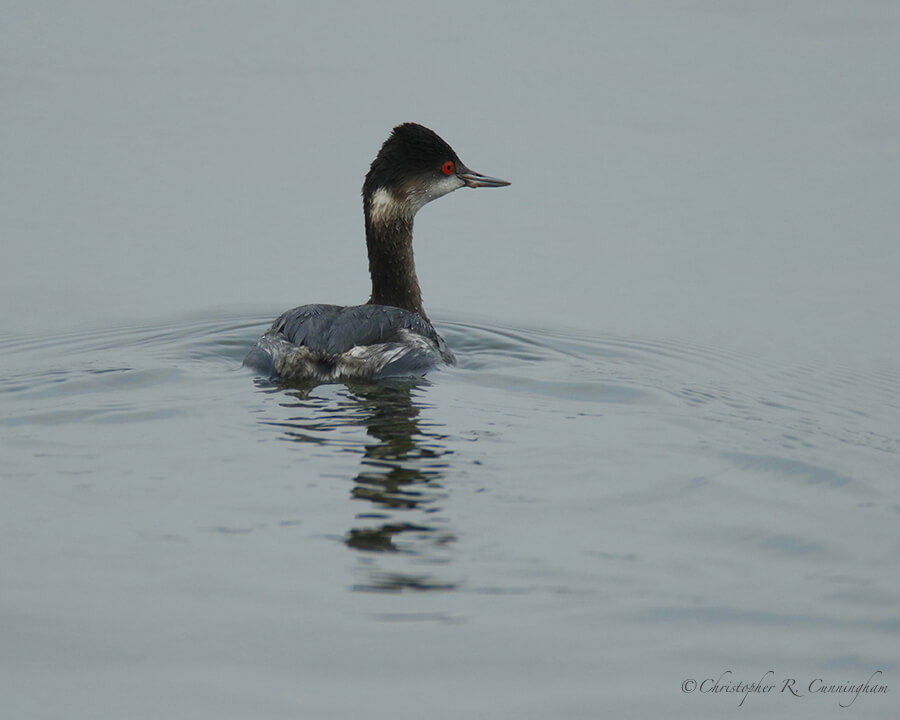 Eared Grebe, Offatt's Bayou, Galveston Island, Texas