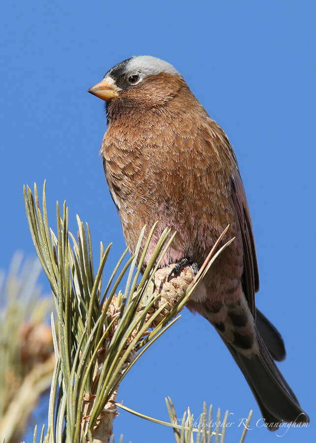 Gray-crowned Rosy-Finch, Sandia Crest, New Mexico