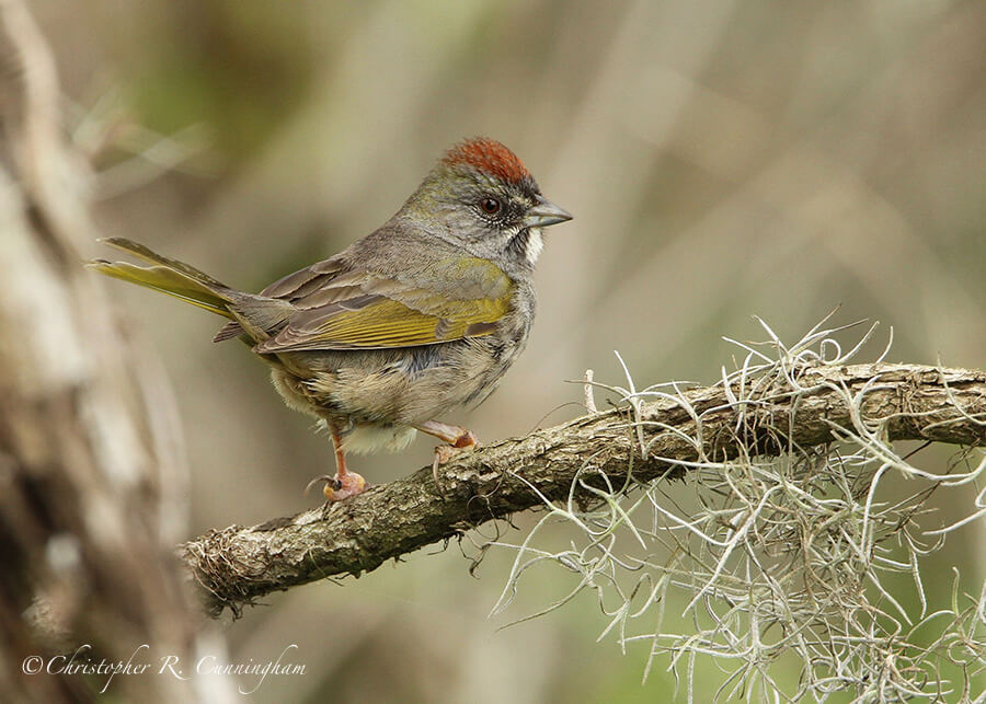 Green-tailed Towhee with Bumblefoot(?), Pilant Lake, Brazos Bend State Park, Texas