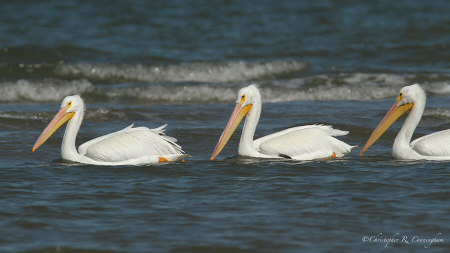 Line of American White Pelicans, East Beach, Galveston Island, Texas