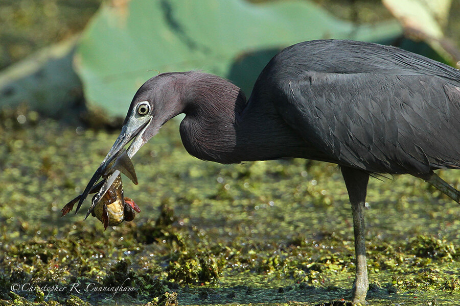 Little Blue Heron with Tadpole, Pilant Lake, Brazos Bend State Park, Texas