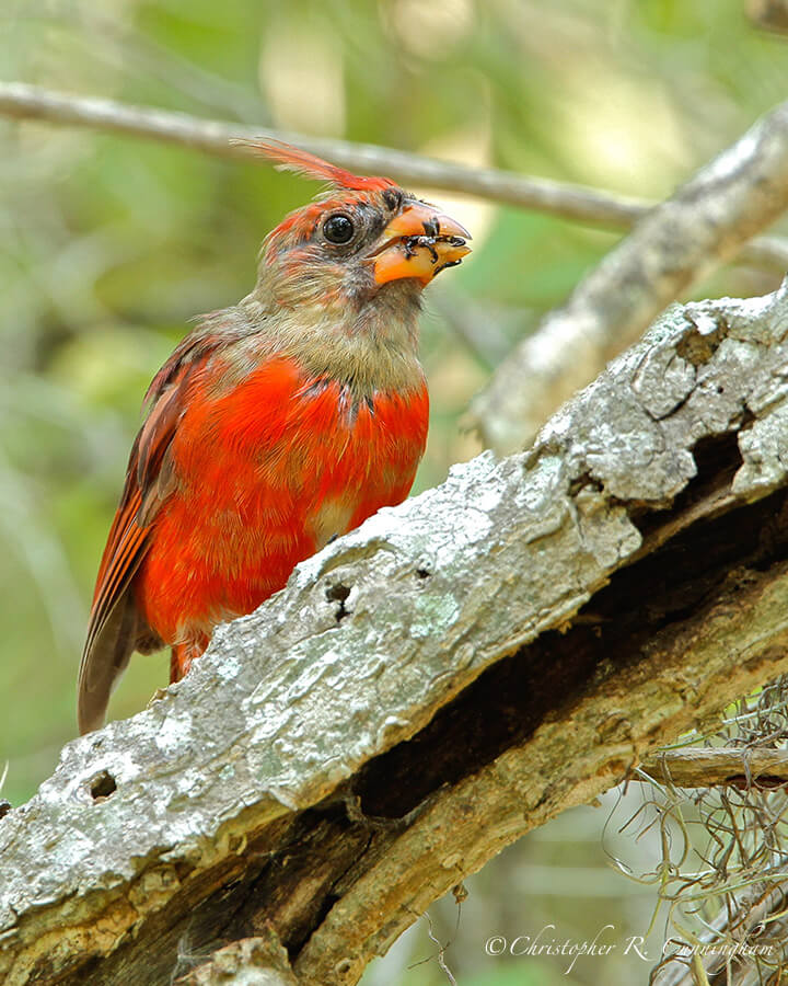 Molting Northern Cardinal with Weevil, near Elm Lake, Brazos Bend State Park, Texas
