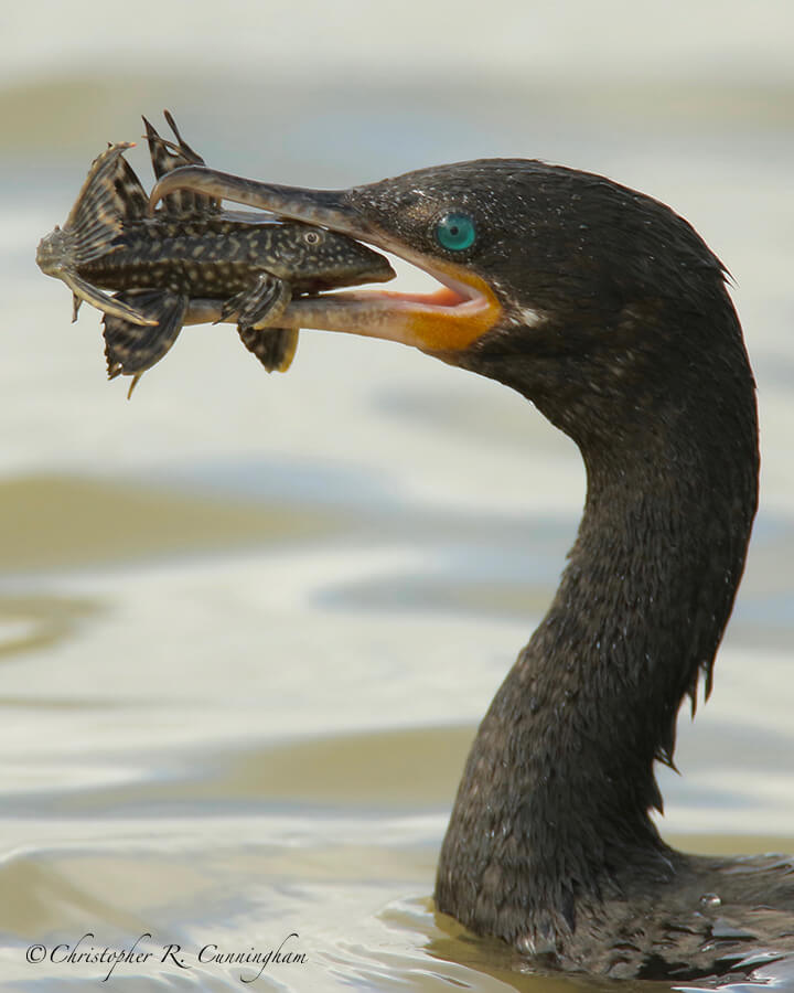 Neotropic Cormorant with Plecostomus, Fiorenza Park, Houston, Texas