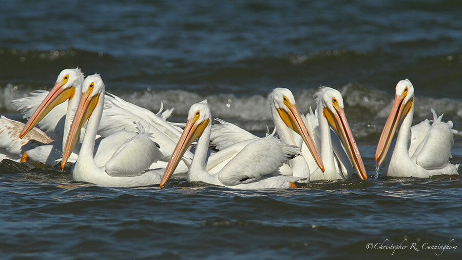 Pelican Phalanx, East Beach, Galveston Island, Texas