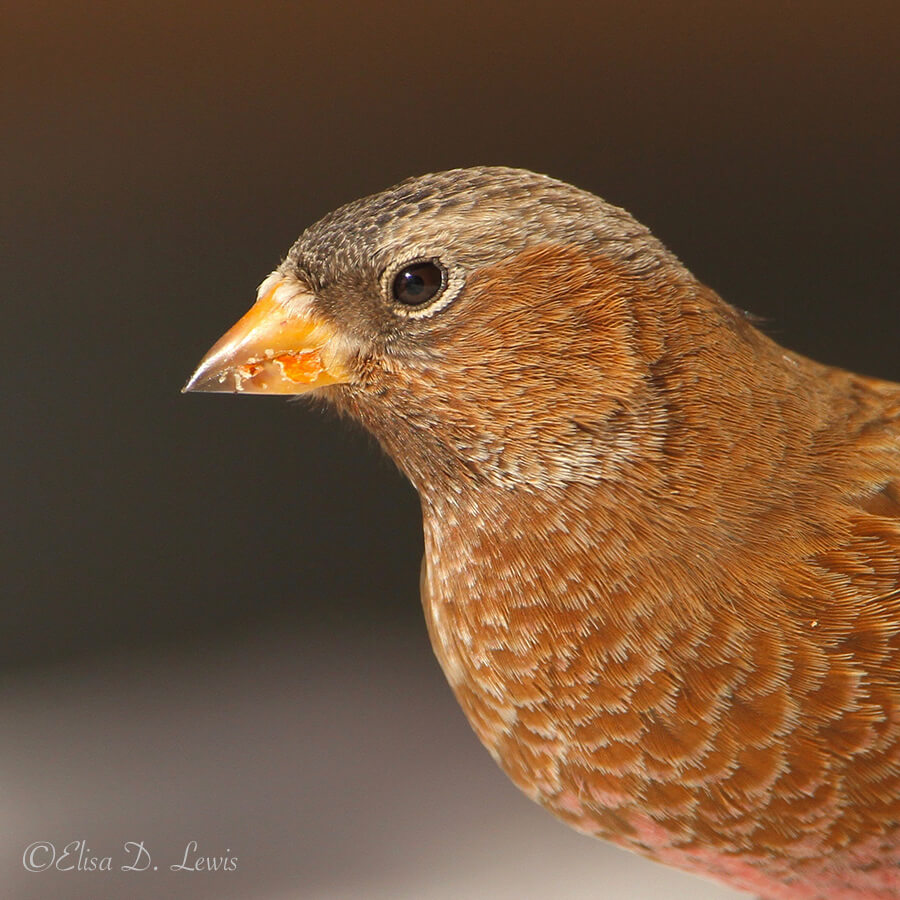Portrait: Brown-capped Rosy-Finch, Sandia Crest, New Mexico