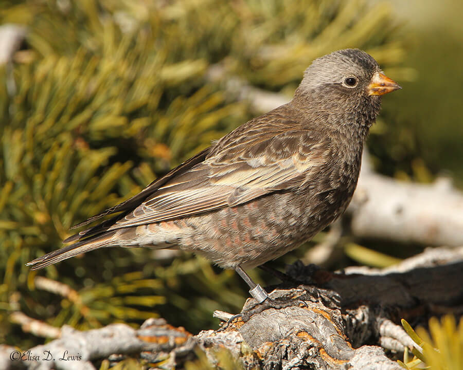 Black Rosy-Finch, Sandia Crest, New Mexico